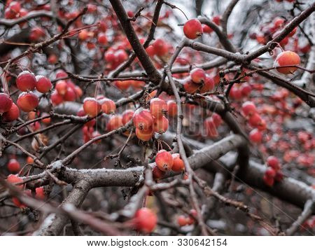Branches Of A Chinese Apple Tree Or Siberian Crab With Tiny Red Apples Powdered With Snow On A Cloud