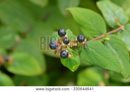Shrubby St Johns Wort Berries - Latin Name - Hypericum Androsaemum