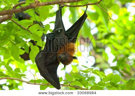 Flyingfox di Lyie