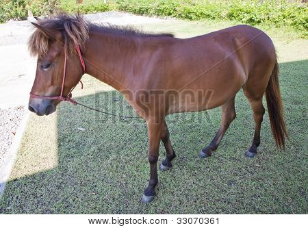 Cavallo marrone.