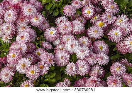 Many Colorful Of Common Daisy- Monstrosa. Corsican Bellis Perennis Flower. Top View