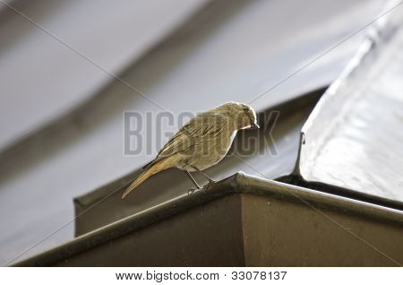 Redstart