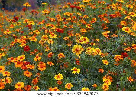 Tall Tagetes Marigold Flowers On A Field In A Garden. Orange, Red And Yellow Petals, Late Summer Blo
