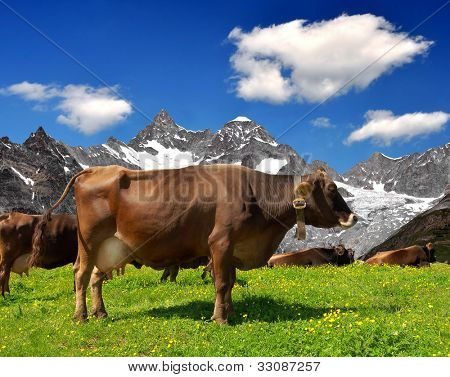 Kuh auf der Wiese.Im Hintergrund die Ober-Gabelhorn-Schweizer Alpen