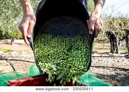 closeup of a young caucasian filling a crate with arbequina olives during the harvesting in an olive grove in Catalonia, Spain