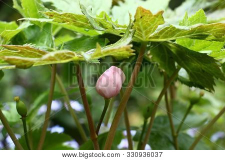Under Juicy Fresh Leaves Of A Podophyllum There Are A Pink Bud And The Green Tied Fruits.