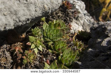 Rojnik - Sempervivum, Rock Plants From Limestone Rocks In Poland On The Krakow-czesochowska Upland
