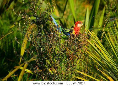 The Eastern Rosella Is A Brightly Coloured, Broad-tailed Parakeet Native To South-eastern Australia.
