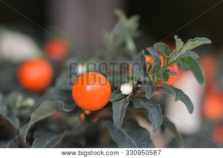 False Jerusalem Cherry - Latin Name - Solanum Pseudocapsicum