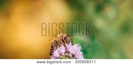 Bee Licking Nectar, The Drink Of The Gods, From A Mint Flower In Late Summer, While The Sun Is Risin