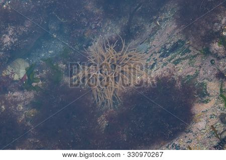 Snakelocks Anemone In A Rock Pool In Cornwall