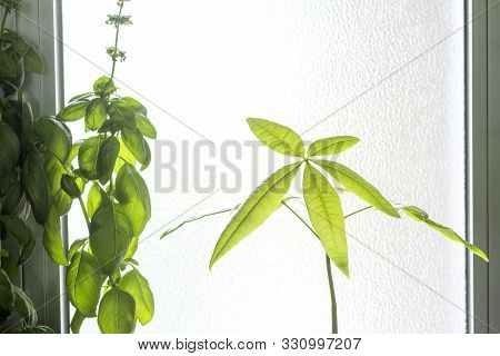 Fresh Green Young Pachira Aquatica Tree And Basil Leaf In Front Of Frosted Glass Window