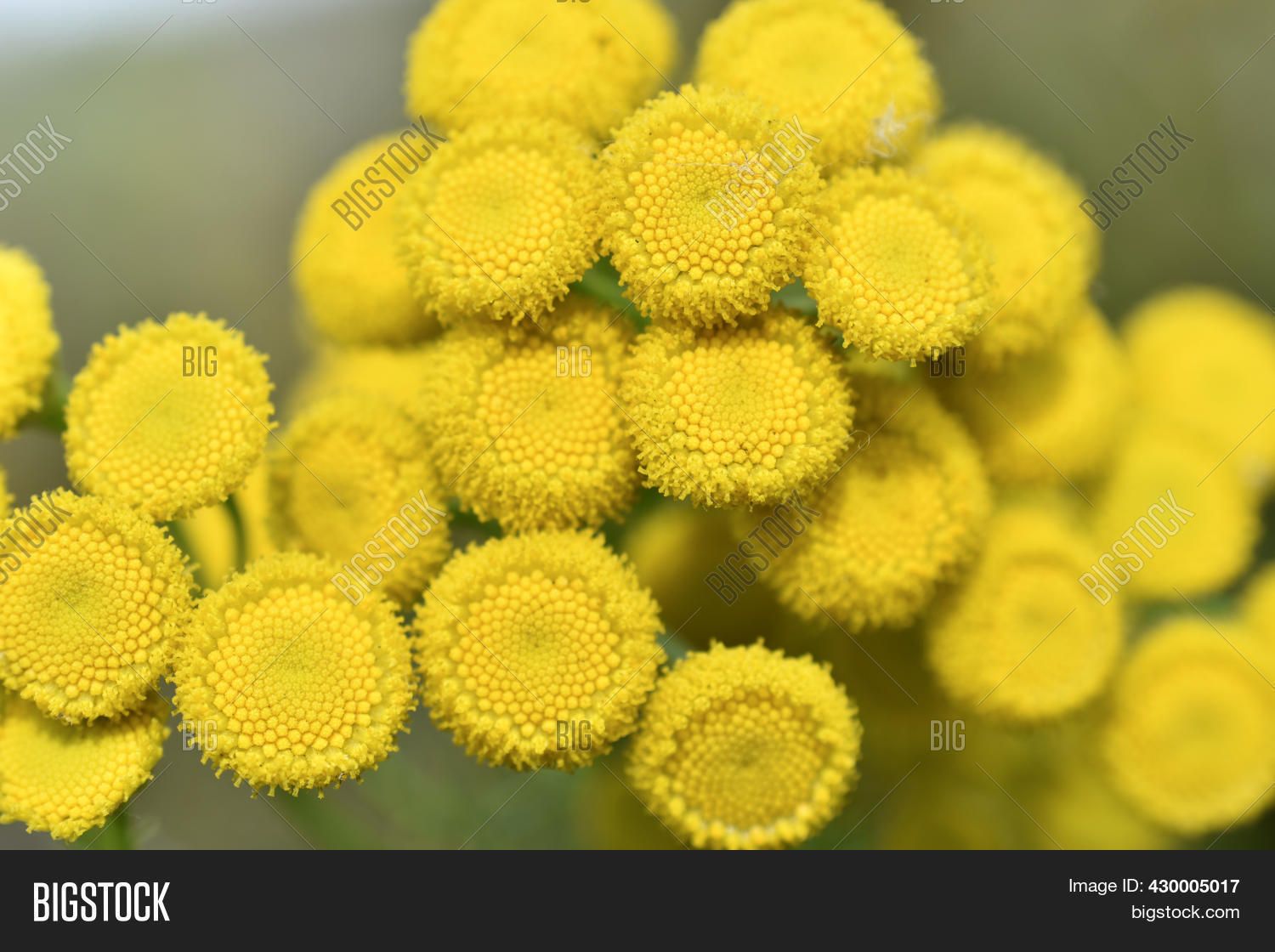 Yellow Flowers Common Image & Photo (Free Trial) Bigstock