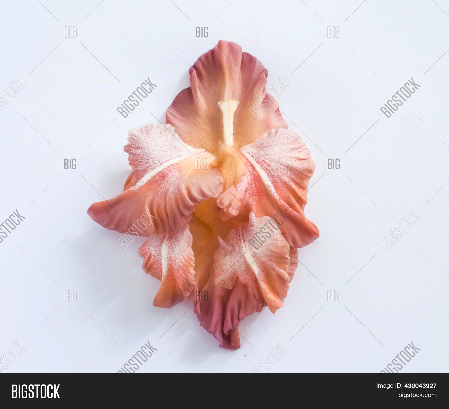 Pink Vulva Flower On Image & Photo (Free Trial) Bigstock