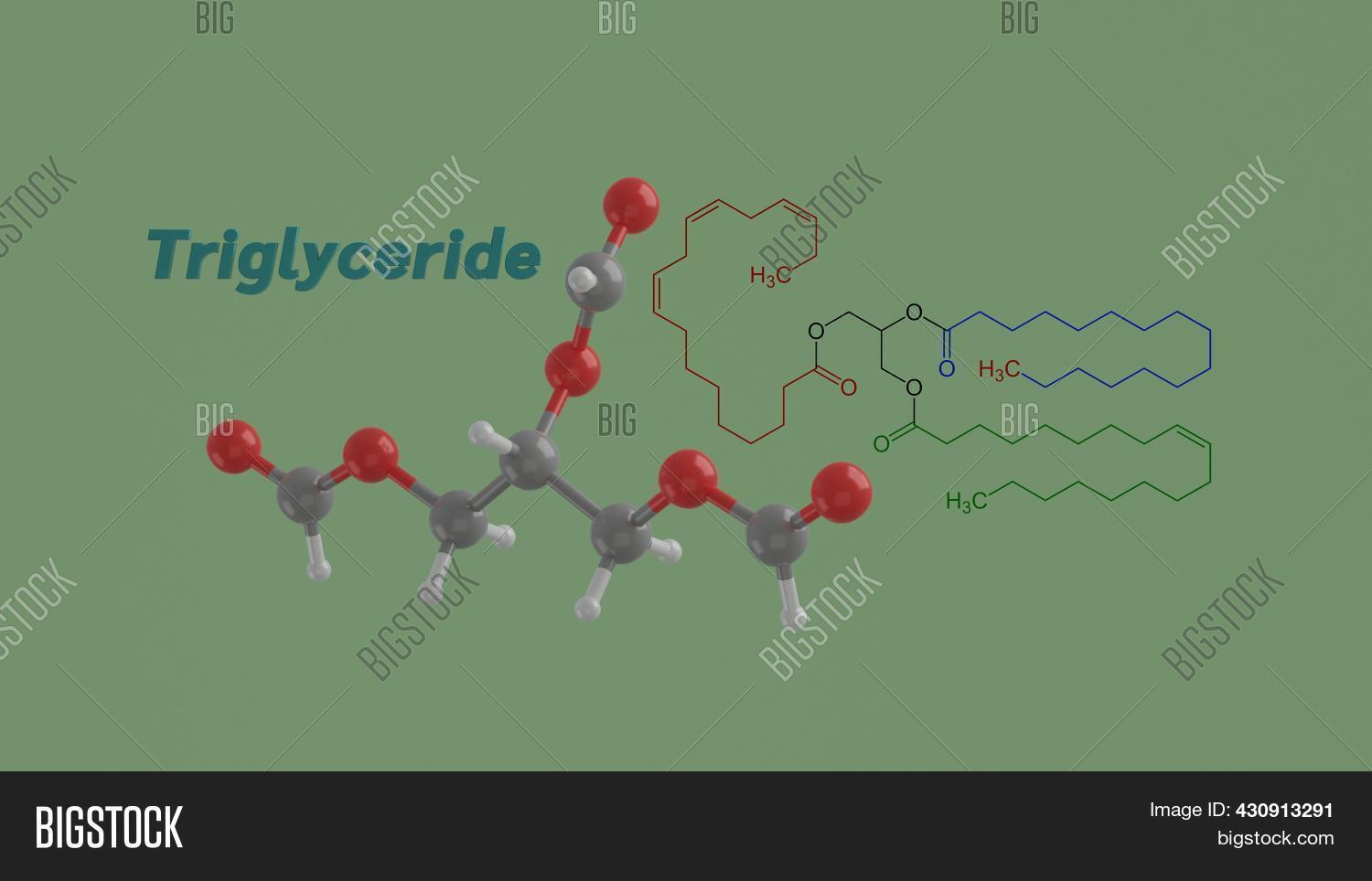 Triglyceride Model