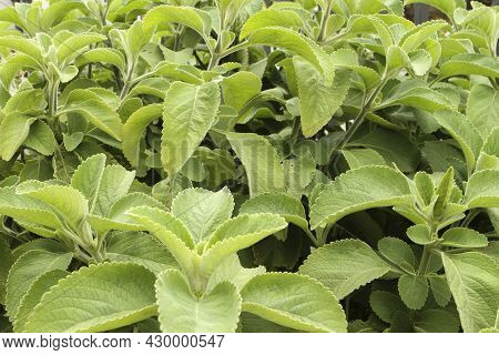 Boldo Bush (peumus Boldus) With The Grooves Of Its Leaves And The Characteristic Hairs Of The Plant