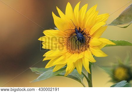 Beautiful Sunflower Head And Blue Ground Beetle (carabus Intricatus)