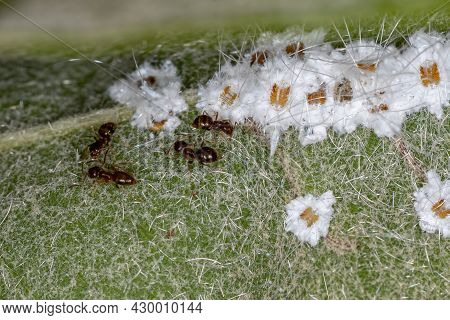Small Whiteflies Insects Of The Family Aleyrodidae With Adults Rover Ants Of The Genus Brachymyrmex 