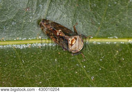Small Typical Leafhopper Of The Subfamily Deltocephalinae