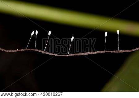 Green Lacewing Eggs Of The Family Chrysopidae