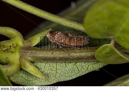 Small Typical Leafhopper Of The Subfamily Deltocephalinae