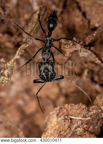 Adult Trap-jaw Ant