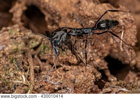 Adult Trap-jaw Ant