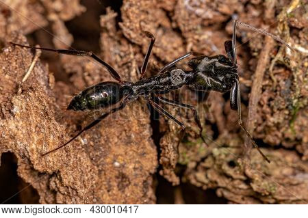 Adult Trap-jaw Ant