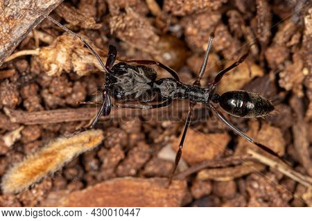 Adult Trap-jaw Ant Of The Genus Odontomachus