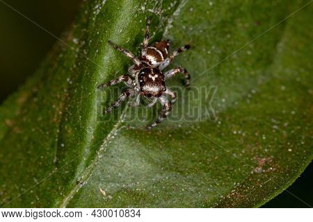 Small Jumping Spider Of The Species Philira Micans