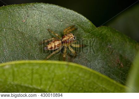 Small Jumping Spider Of The Genus Frigga