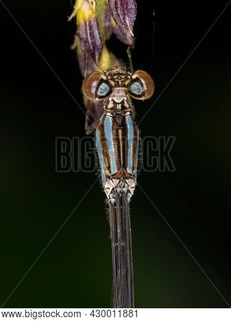 Adult Narrow-winged Damselfly