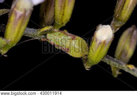 Typical Leafhopper Nymph