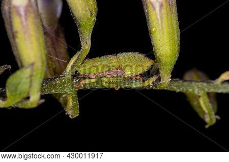 Typical Leafhopper Nymph