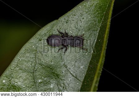 Small Adult Black Turtle Ant