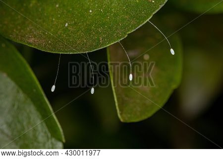 Green Lacewing Eggs Of The Family Chrysopidae
