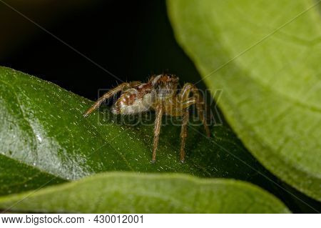 Small Jumping Spider Of The Genus Frigga