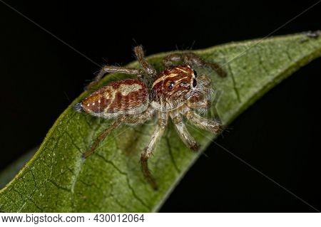 Small Jumping Spider Of The Genus Frigga