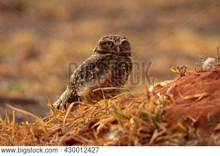 Adult Burrowing Owl