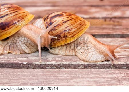 Two Giant Snails Of The African Race Ahatin On A Wooden Surface.