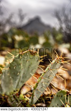 Prickly Pear Cactius Grow At The Base Of Dark Mountain In Big Bend National Park