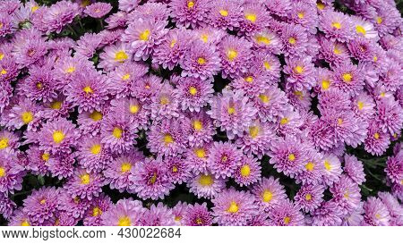 Raindrops On The Petals Of The Bushy Aster (aster Dumosus 'rosenwichtel') Pink Flower With A Yellow 