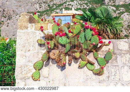 Mexican Village With Blooming Cactus . Rustic Nature In Mexico