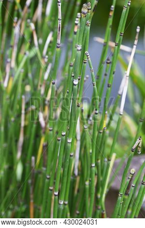 Horsetail Is Used To Create Waterside Scenery In Japanese Gardens.