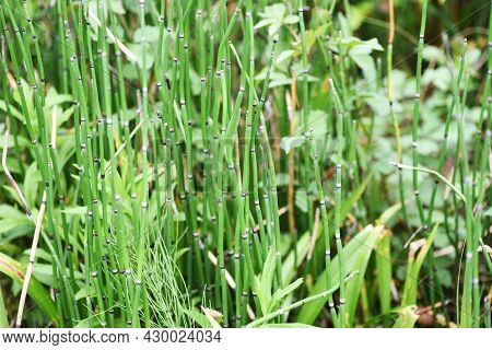 Horsetail Is Used To Create Waterside Scenery In Japanese Gardens.