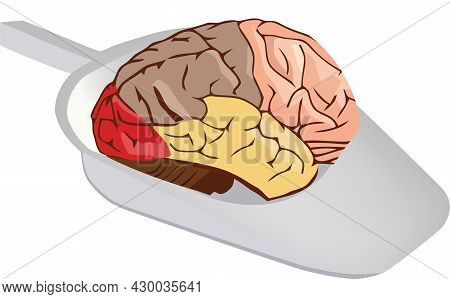 Human Brain Human Brain Organ In Hospital Sanitary Pan
