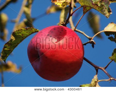 Une pomme rouge