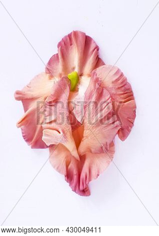 Pink Vulva Flower On A White Background. Female Photo Composition With Petals Gladiolus Yoni.