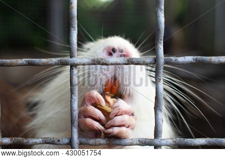 Close-up Of Nutria At Zoo. View From Behind A Cage On Many Big Rat Animals. Yellow Teeth And Claws.