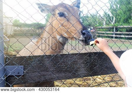 Close-up Of The Nilgai Cloven-hoofed Animal. Rare And Exotic Species. Petting Zoo And Feeding. The A